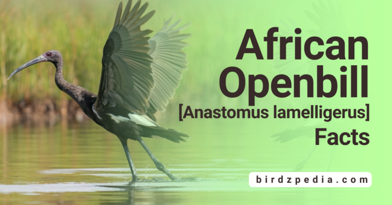 AFRICAN OPENBILL[Anastomus lamelligerus]: Stork Species, Habitat, and Behaviors