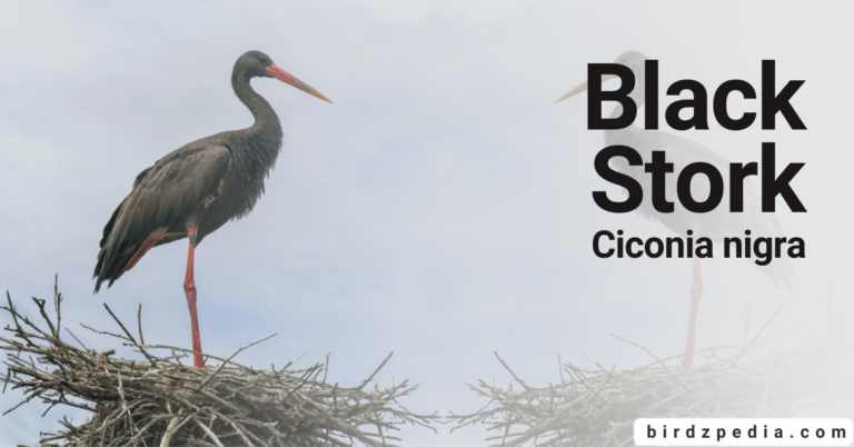 Black Stork [Ciconia nigra] Haven: Wings, Nature, and Conservation