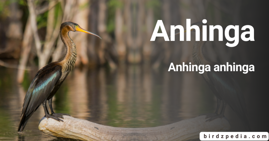 Anhinga [Anhinga anhinga] Birds, Habitat, Sounds, Diet, and More