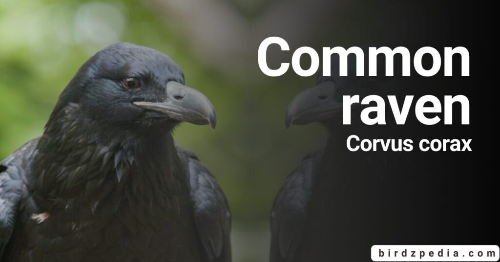 Fish Crow [Corvus ossifragus] Facts, Sounds, Habitat