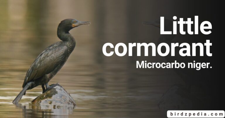 Into The world of the Little Cormorant [Microcarbo niger]