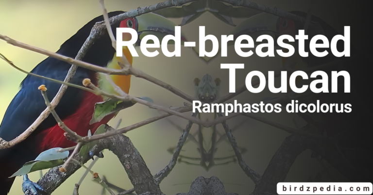 Red-Breasted Toucan: [Ramphastos dicolorus] A Symphony of Colors