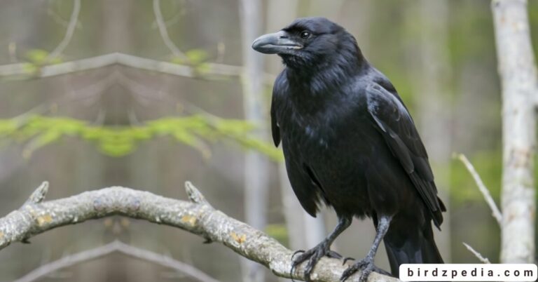Common raven[Corvus corax]: Journey into their World