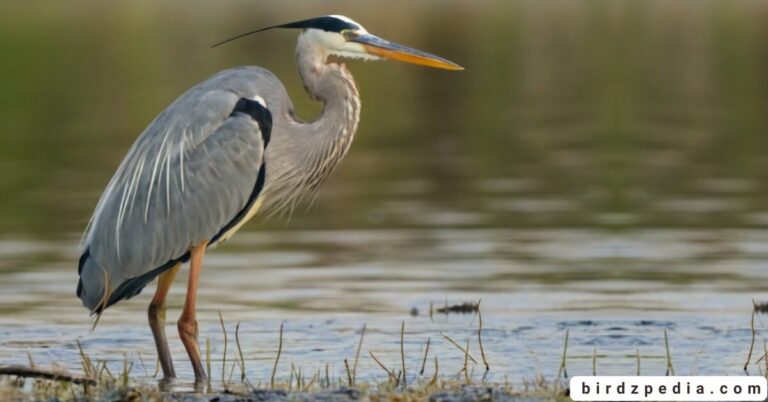 30 BIRDS WITH LONG LEGS Identification And Pictures
