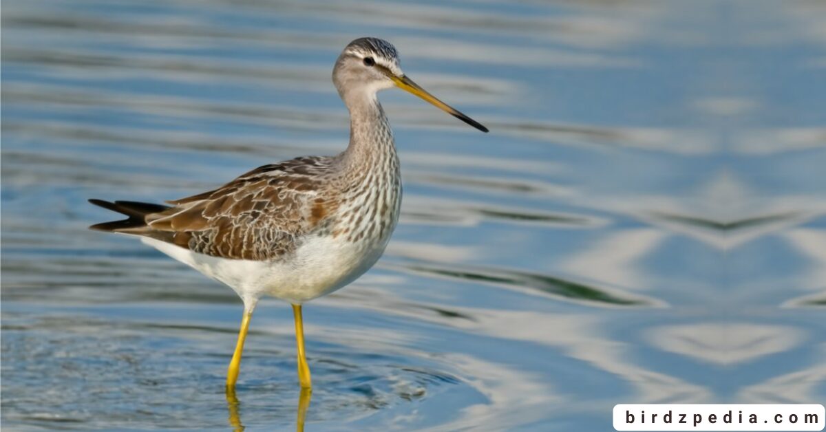 30 BIRDS WITH LONG LEGS identification and Pictures