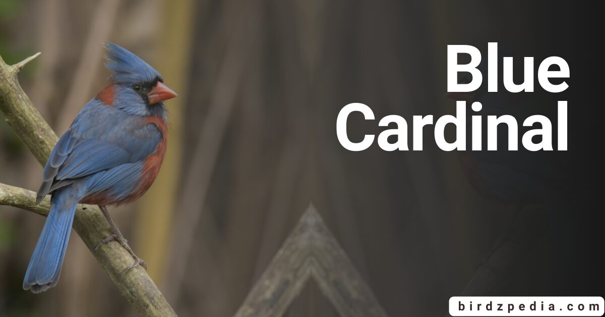 Blue Cardinal