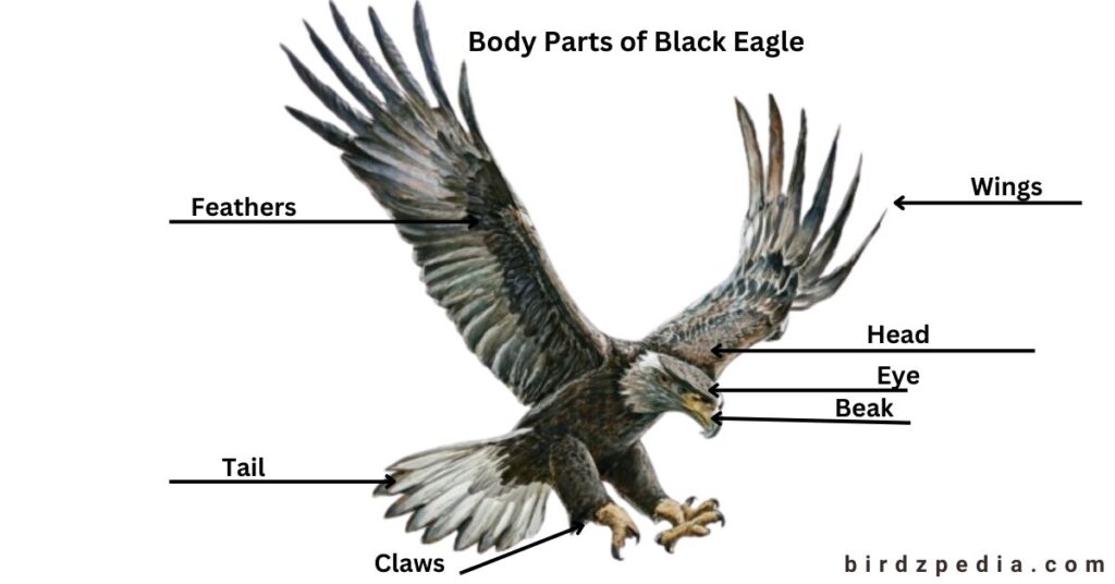 Black Eagle birdzpedia.com