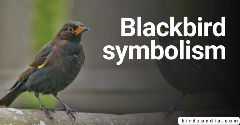 BLACK BIRD SYMBOLISM Spiritual Meaning an More