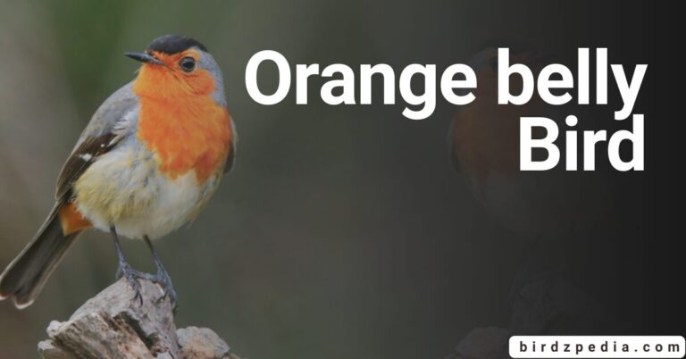 36 BIRDS WITH ORANGE BELLY: Types and Pictures