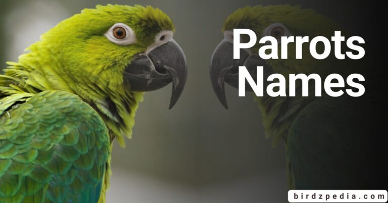 NAMES FOR PARROTS: Identification and Meanings