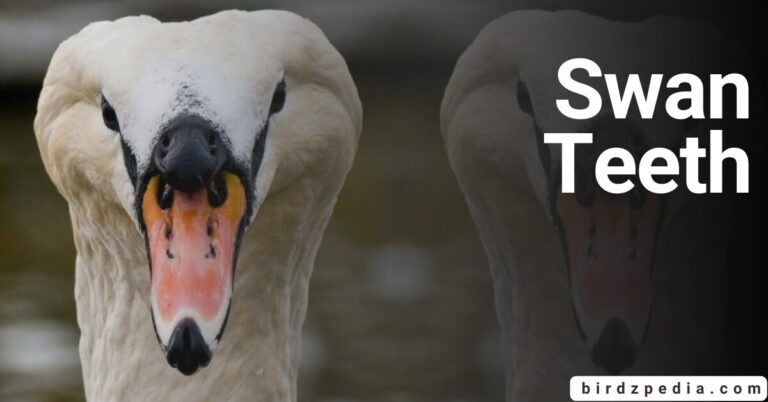 THE  TRUTH BEHIND SWAN TEETH Fact or Fiction?