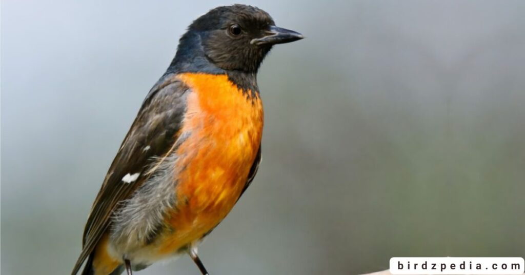 Orange belly bird birdzpedia.com