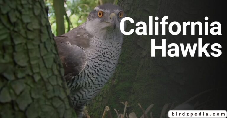 14 CALIFORNIA HAWKS :Guardians of the Golden State Skies