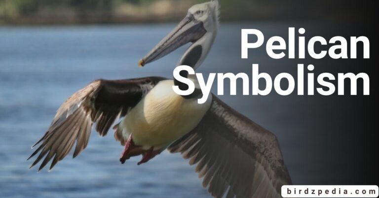 PELICAN SYMBOLISM: Interpretations, Spirit, Totem and Power Animal