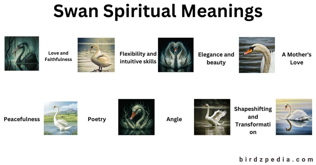 Swan Symbolism birdzpedia.com