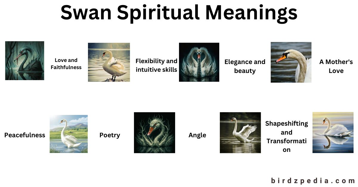 SWAN SYMBOLISM Spiritual Meanings And Totem