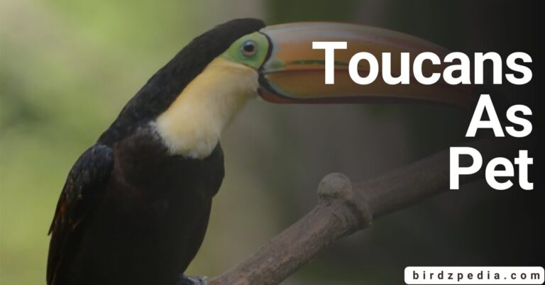 TOUCANS AS PET: Discovering the Wonder of Their Ownership