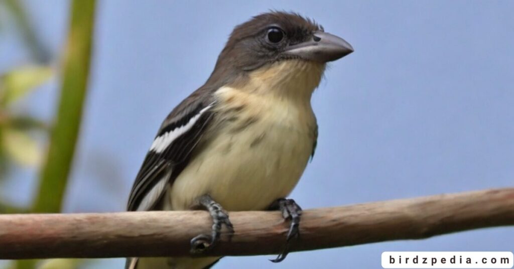 black birds with white stripe on wing birdzpedia.com