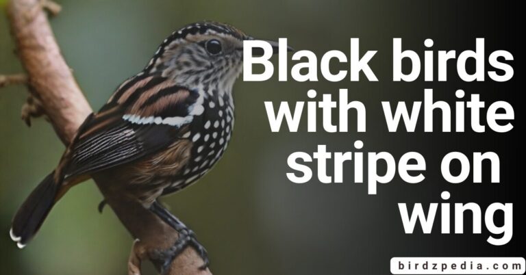 BLACK BIRDS: With White Stripe On Wing