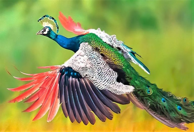 The Fascinating World of the Female Peacock