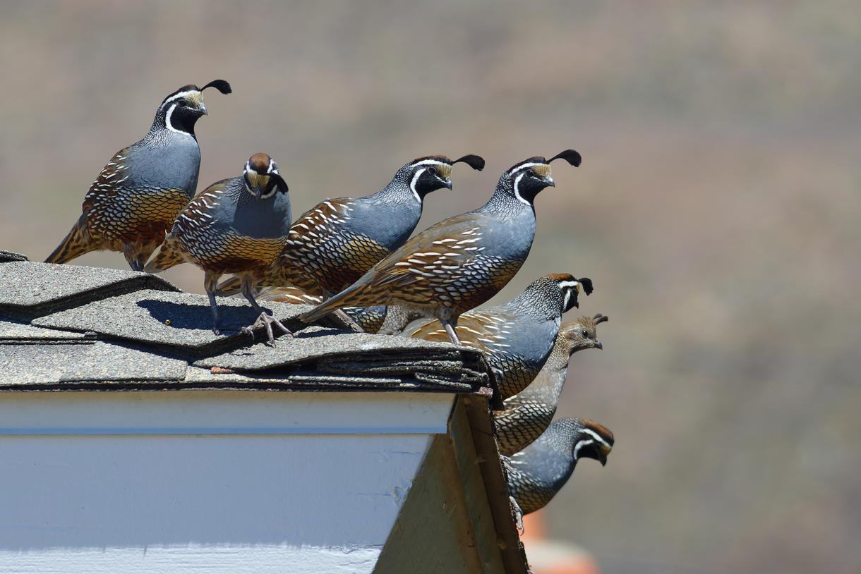 California State Bird: The California Quail