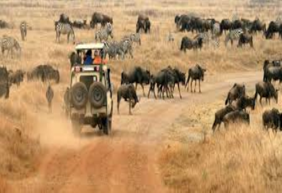 the-ultimate-guide-to-explore-tanzania-for-fun-filled-activities