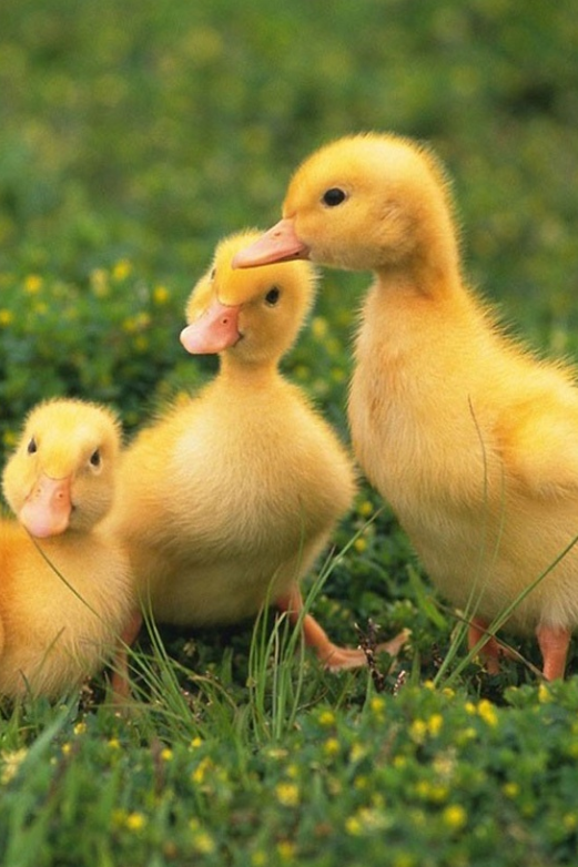 Baby Ducks: A Journey from Hatchling to Fledgling
