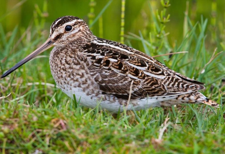 snipe-bird-a-master-of-camouflage-and-precision