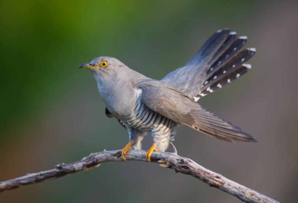 The Cuckoo Bird Nature s Master Of Deception And Intrigue