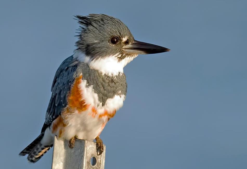 Belted Kingfisher
