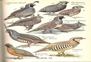 Quail Birds