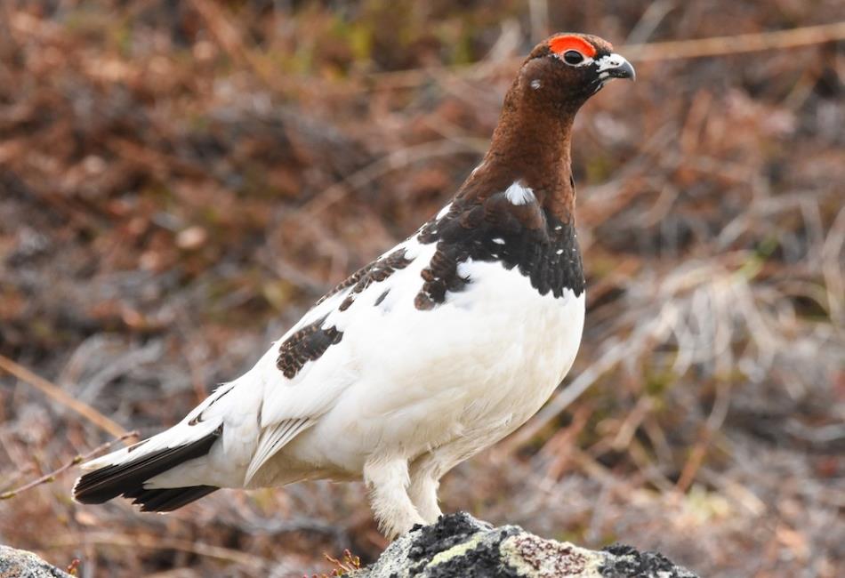 Willow Ptarmigan