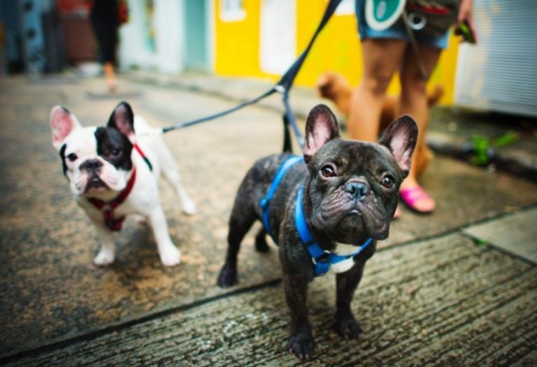 The Ultimate Guide to Doggie Daycare: Everything You Need to Know