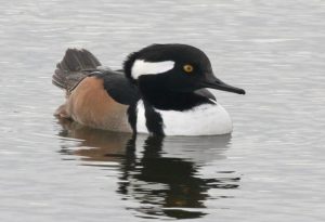 Hooded Merganser