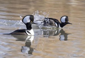 Hooded Merganser