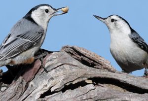 Nuthatches