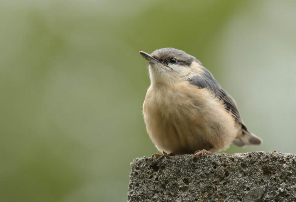 Nuthatches