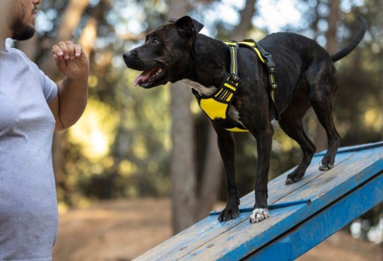 Financial Support for Disability Accommodations After a Dog Bite