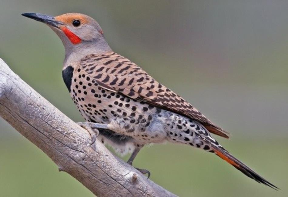 Alabama State Bird