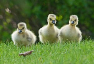 Baby Geese