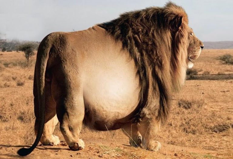 The Fascinating World of Fat Animals: How Nature Uses Fat for Survival, Energy, and Adaptation