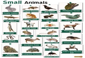  Small Animals