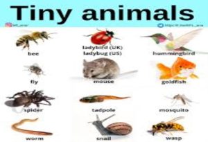  Small Animals
