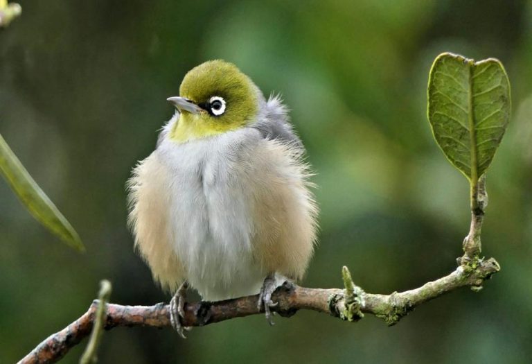 The Fascinating World of Small Birds: A Guide to Their Diversity and Behavior