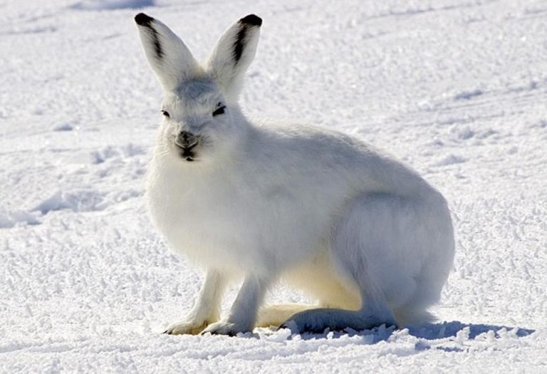 Surviving the Cold: A Deep Dive into Tundra Animals and Their Adaptations