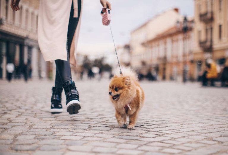 The Most Dog-Friendly Cities Around the World