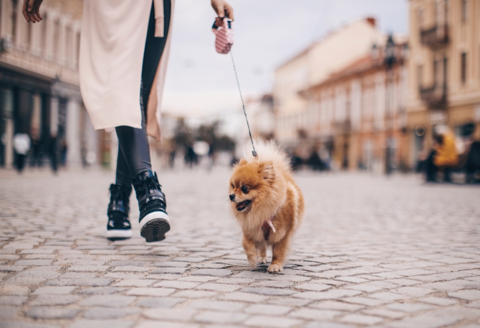 Dog-Friendly Cities
