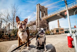 Dog-Friendly Cities