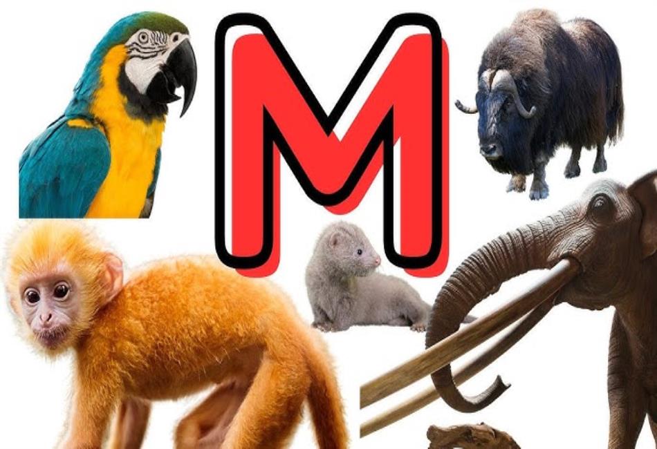 ANIMALS THAT START WITH MO visual data 5