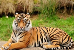 Sunda Tiger